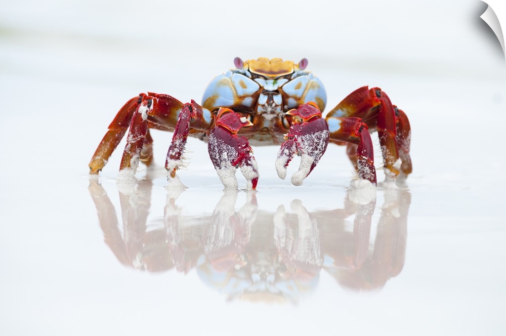 Sally Lightfoot Crab on beach, Tortuga Bay, Santa Cruz Island, Galapagos Islands, Ecuador.