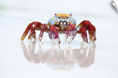 Sally Lightfoot Crab on beach, Tortuga Bay, Santa Cruz Island, Galapagos Islands