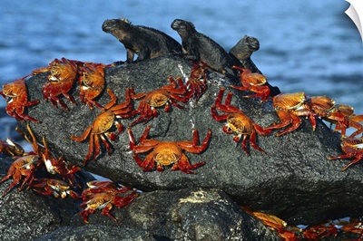 Sally Lightfoot Crab sharing boulder with Marine Iguana, Galapagos Islands
