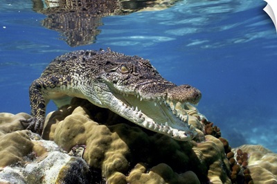 Saltwater Crocodile (Crocodylus porosus) underwater, South Australia.