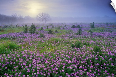 Sand Verbena (Abronia sp) flower field at sunrise in fog, Hill Country, Texas