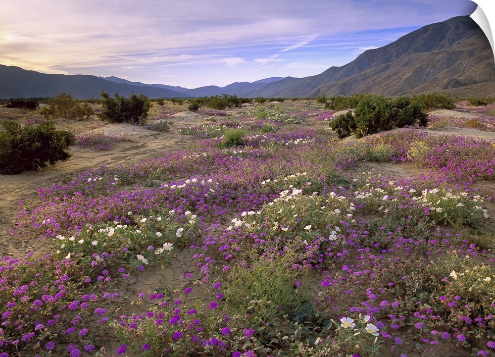 Sand Verbena (Abronia sp) and Primrose blooming, Anza-Borrego Desert State Park, California. Small wildflowers cover an op...