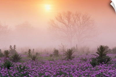 Sand Verbena foggy sunrise Hill Country Texas