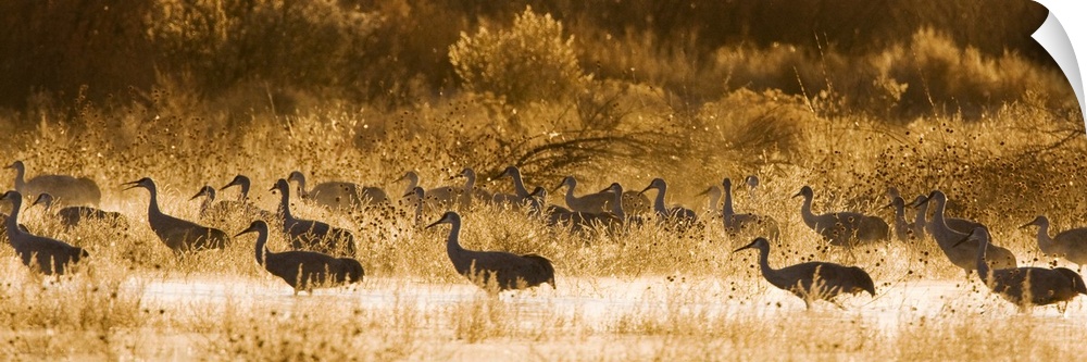 Sandhill Crane flock wading through pond at sunrise, New Mexico