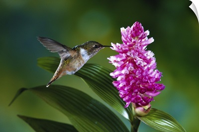 Scintillant Hummingbird female feeding at flowers of epiphytic Orchid, Costa Rica