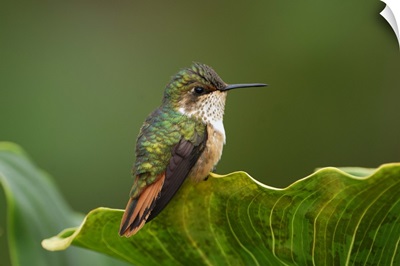 Scintillant Hummingbird (Selasphorus scintilla) female, Costa Rica
