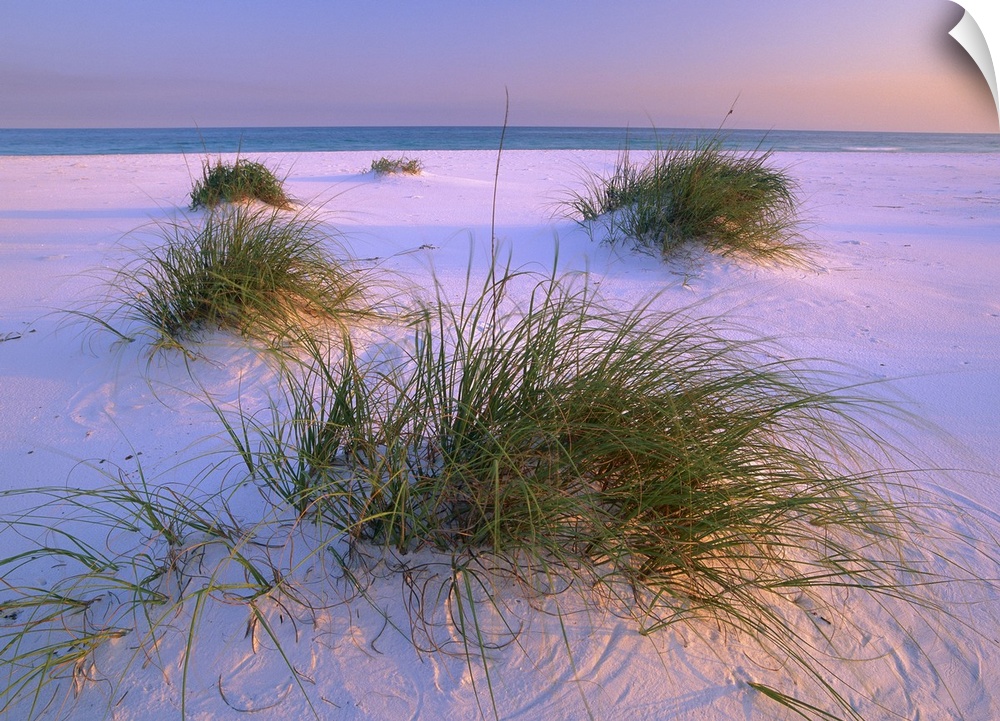Small clumps of sea grass grow in the fine white sand of this beach photograph ready for hanging on a beach cottage wall.
