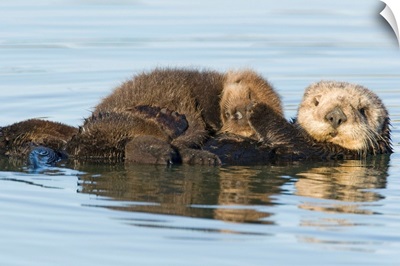 Sea Otter mother and pup, Elkhorn Slough, Monterey Bay, California