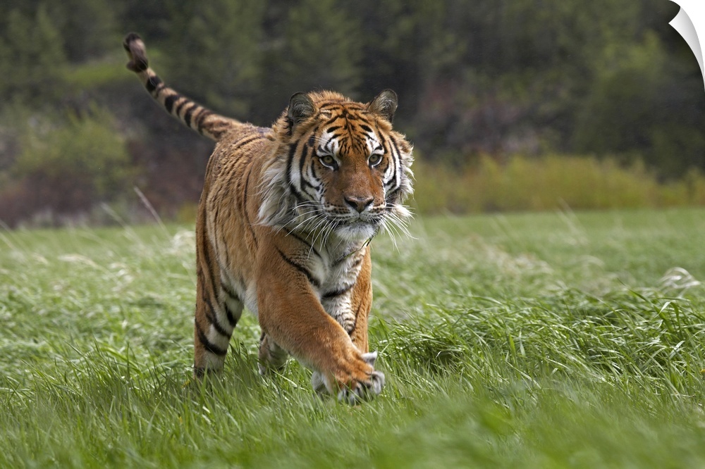 Tim Fitzharris-10599-Siberian tiger