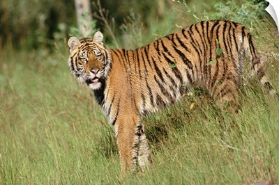Siberian Tiger (Panthera tigris altaica) standing in green grass