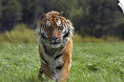 Siberian Tiger (Panthera tigris altaica) walking, endangered, native to Siberia