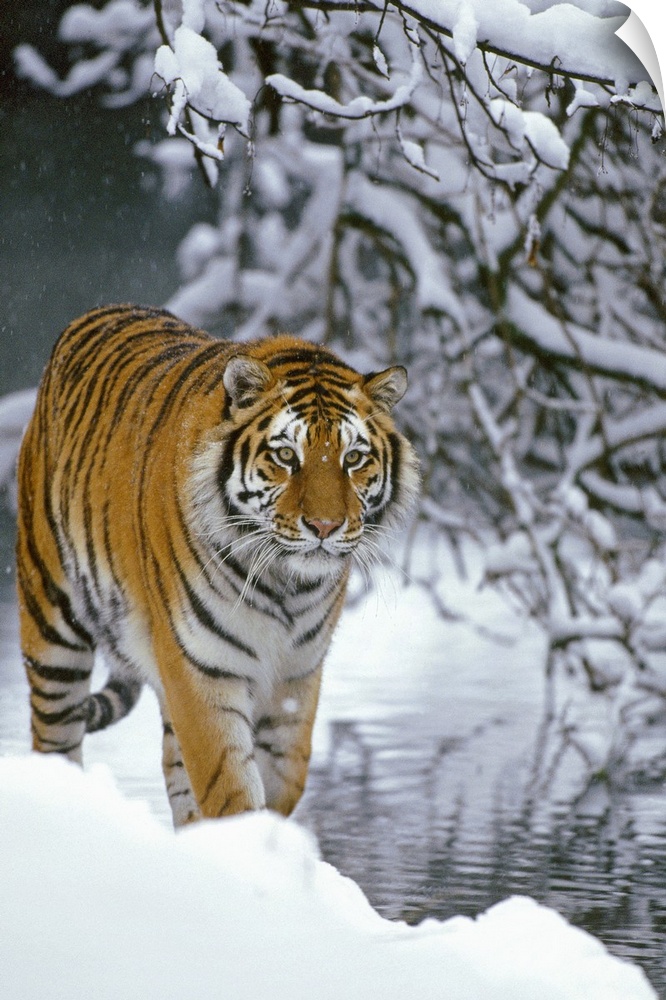 Photograph of wild cat in snow with river and snow covered branches in the distance.