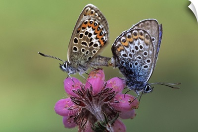 Silver-studded Blue butterfly pair mating on flower, Europe