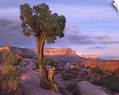Single-leaf Pinyon Pine at Toroweap Overlook, Grand Canyon National Park, Arizona