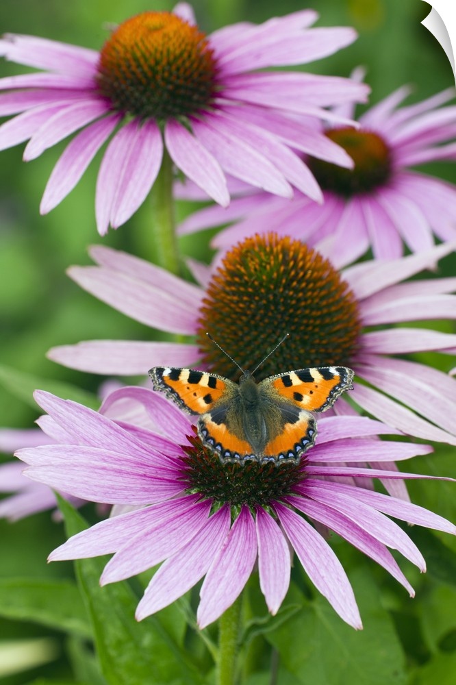single butterfly feeding on Rudbekia flowers in garden, Lower Saxony, Germany, Europe.