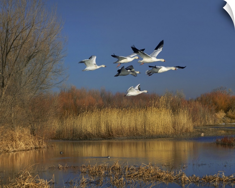 Snow Goose group flying over wetland, Bosque del Apache, New Mexico