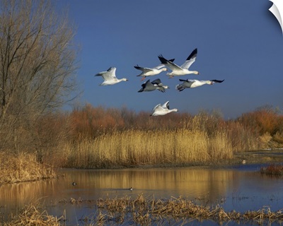 Snow Goose Group Flying Over Wetland, Bosque Del Apache, New Mexico