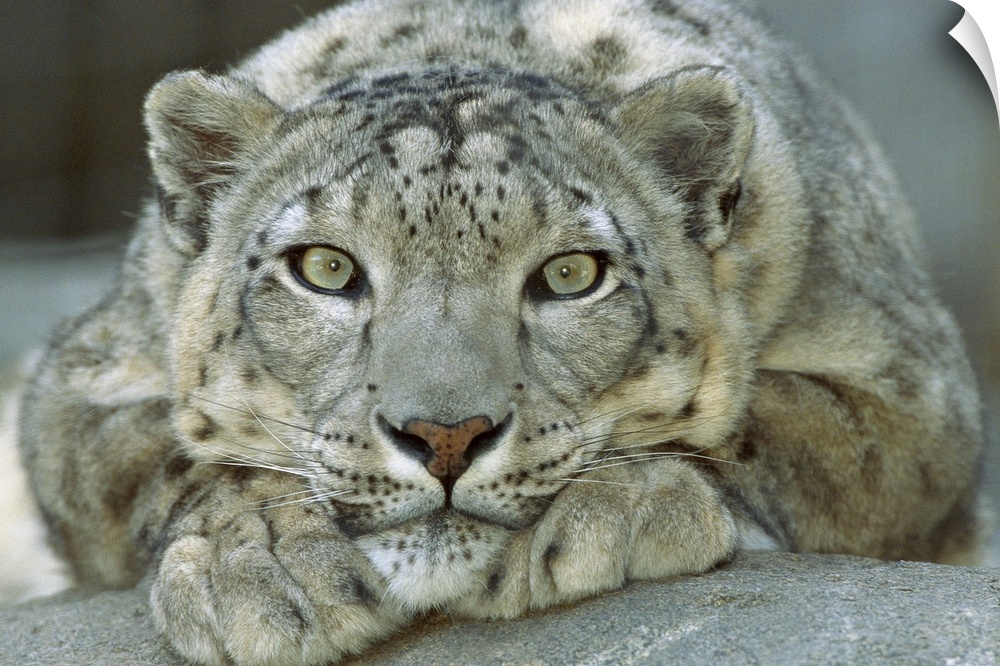 Landscape, close up photograph of a snow leopard (Uncia uncia) portrait, lying on a rock, his chin resting on his front pa...