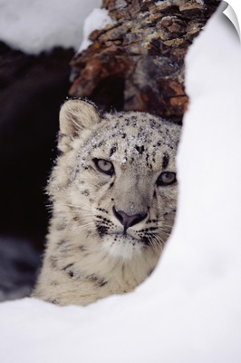 Snow Leopard (Uncia uncia) adult, looking out from behind a snowbank