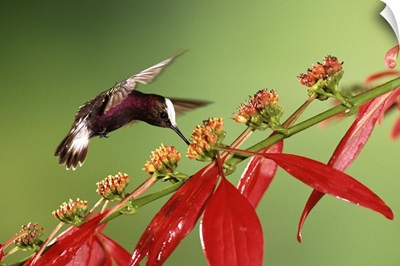 Snowcap hummingbird, feeding on Madder flowers, Costa Rica
