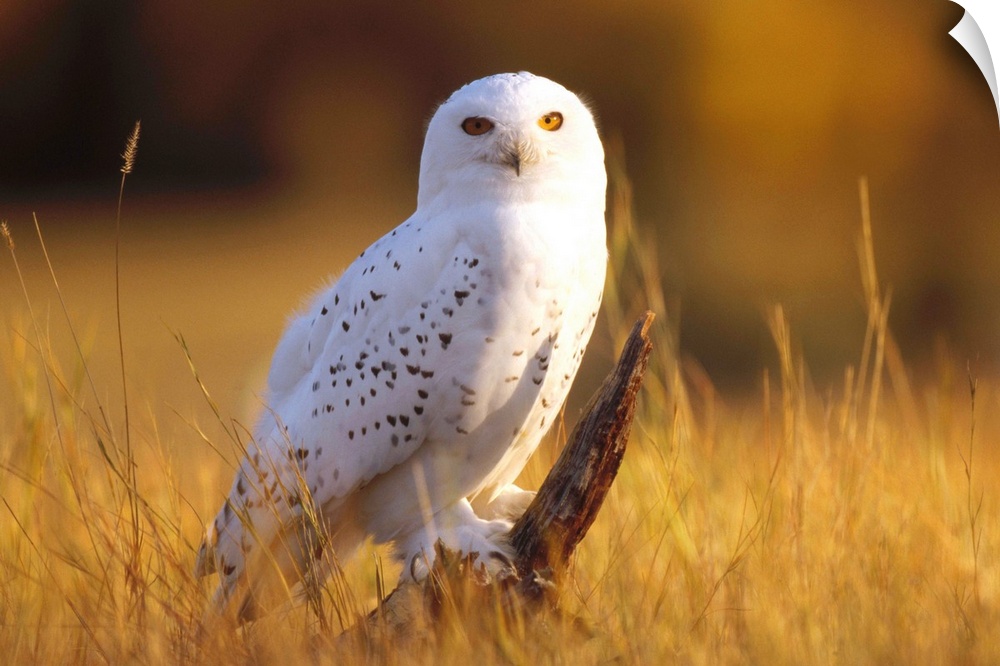 Snowy Owl adult amid dry grass, circumpolar species, British Columbia, Canada