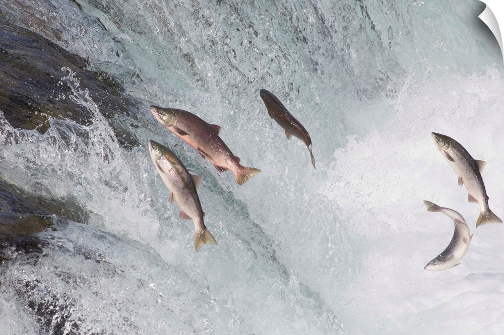 Sockeye Salmon group jumping up waterfall, Brooks Falls, Katmai National Park, Alaska