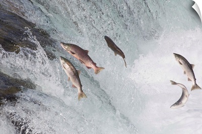 Sockeye Salmon group jumping up waterfall, Brooks Falls, Katmai National Park, Alaska