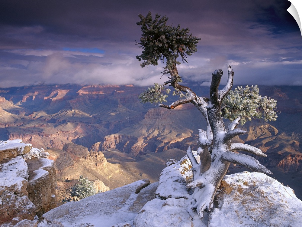 A lone small tree grows on a cliff overlooking the South Rim of the Grand Canyon.