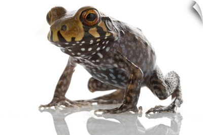 Southern Frog, Suriname