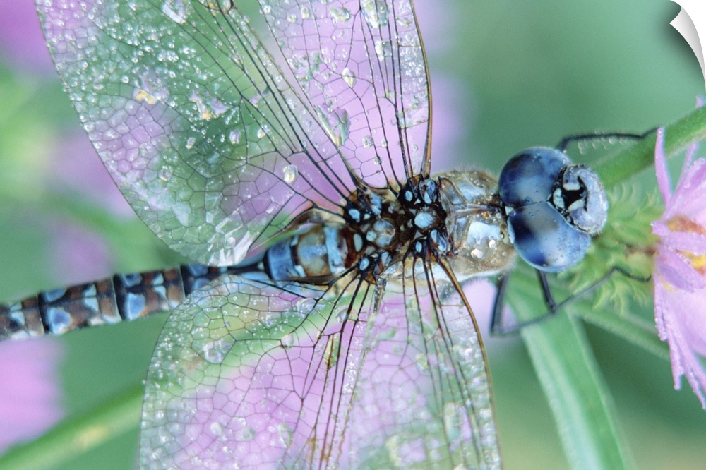 Southern Hawker Dragonfly (Aeshna cyanea) close-up, on stem, New Mexico