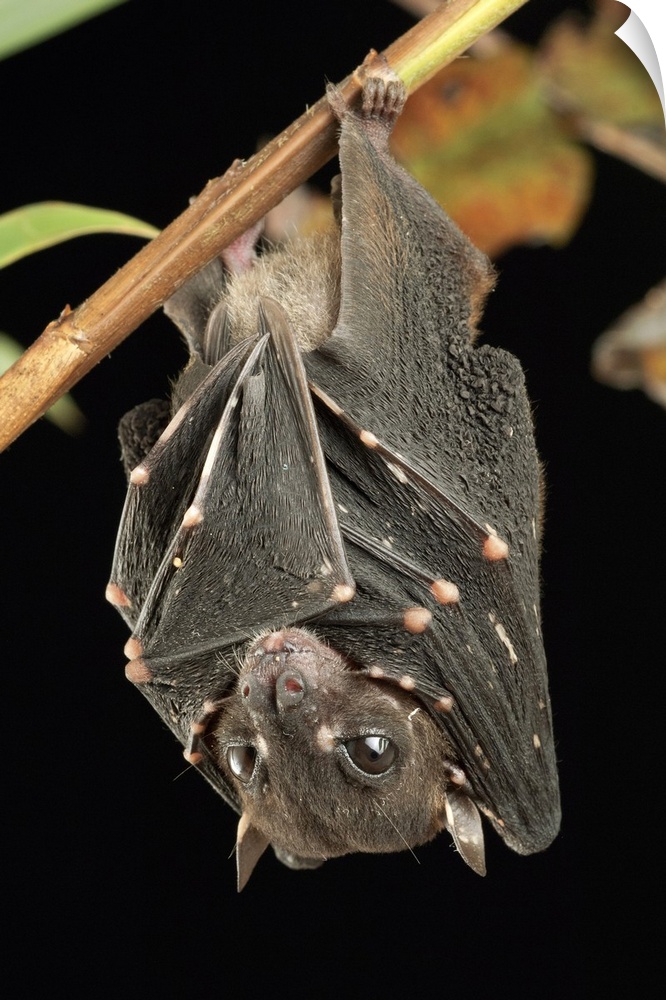 Spotted-winged Fruit Bat (Balionycteris maculata), one of the world's smallest fruit bat species. Captive.