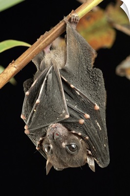 Spotted-winged Fruit Bat (Balionycteris maculata) roosting, Borneo, Malaysia