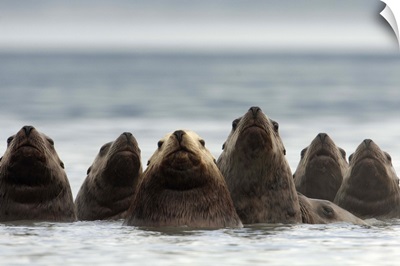 Steller's Sea Lion (Eumetopias jubatus) group of six in a line, Alaska