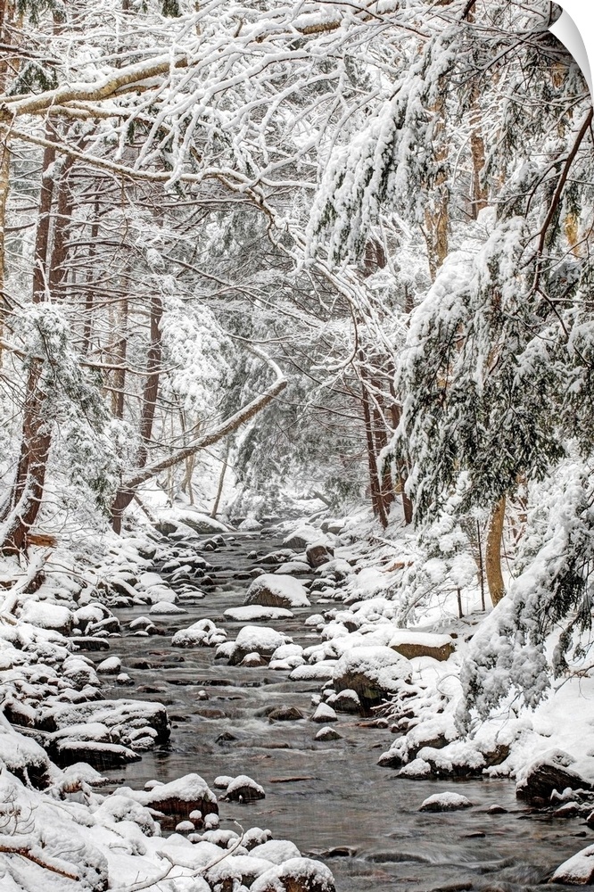 stream in winter snow
