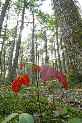 Sugar Maple seedling growing beneath old-growth Canadian Hemlock, Canada