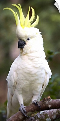 Sulphur-crested Cockatoo displaying with crest erected, Queensland, Australia