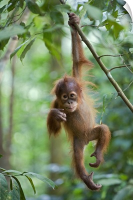 Sumatran Orangutan baby dangling from tree branch, north Sumatra, Indonesia