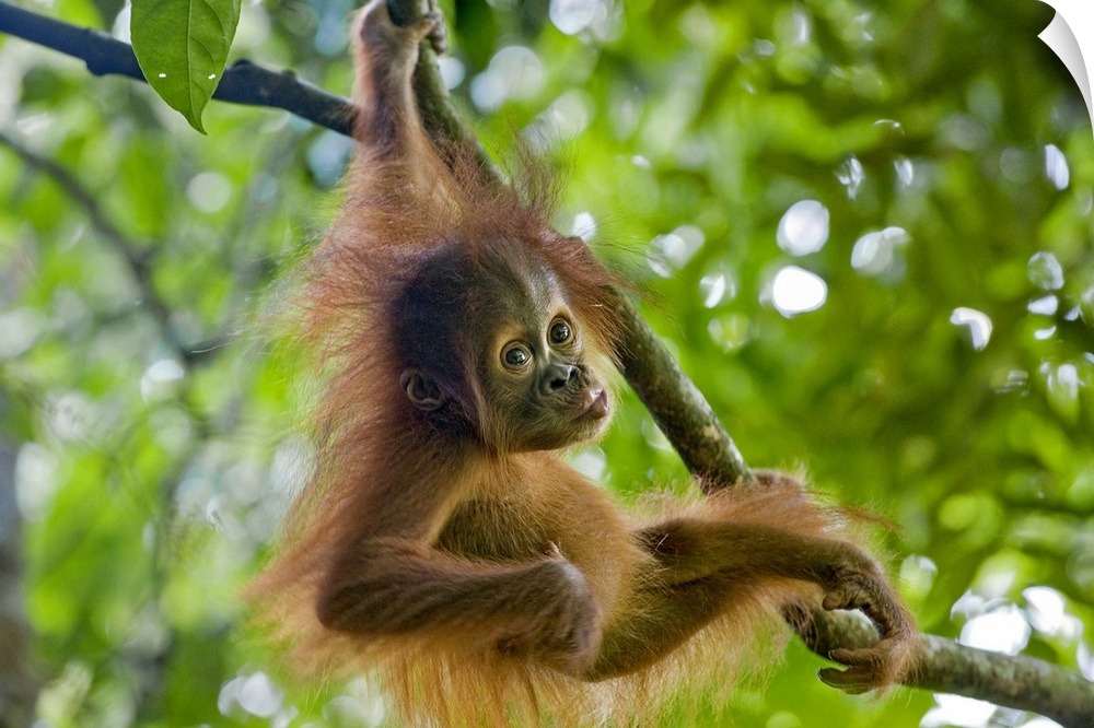 Sumatran OrangutanPongo abelii9 month old baby playing in treeNorth Sumatra, Indonesia*Critically Endangered