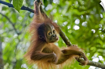 Sumatran Orangutan baby playing in tree, north Sumatra, Indonesia