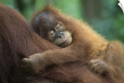 Sumatran Orangutan baby sleeping on mother, north Sumatra, Indonesia
