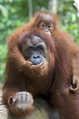 Sumatran Orangutan mother and playful two and a half year old baby