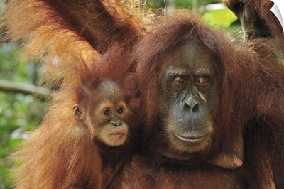 Sumatran Orangutan mother with young, Gunung Leuser National Park, Indonesia