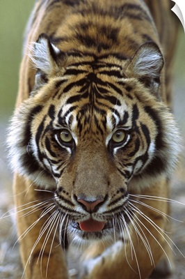 Sumatran Tiger close up portrait of female, Sumatra, Indonesia