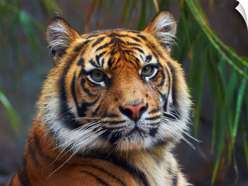 Sumatran Tiger (Panthera tigris sumatrae), Toronga Zoo, Sydney, New South Wales, Australia.
