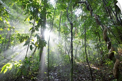 Sun shining in tropical rainforest, Barro Colorado Island, Panama
