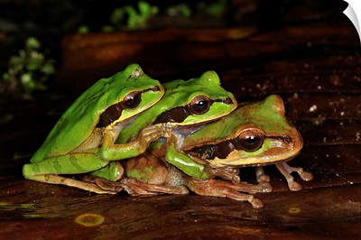 Tarraco Treefrog trio in amplexus, Piedras Blancas National Park, Costa Rica