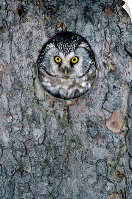 Tengmalm''s Owl or Boreal Owl peaking through hole in tree, Sweden