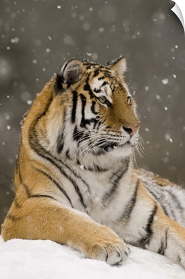 Tiger in snowfall