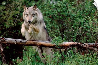 Timber Wolf (Canis lupus) leaping over fallen log, North America