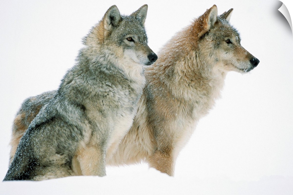 Timber Wolf (Canis lupus) portrait of pair sitting in snow, North America